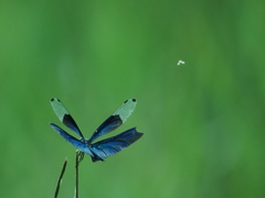 蝶蜻蛉の舞⑤　あっ、虫見つけた！　