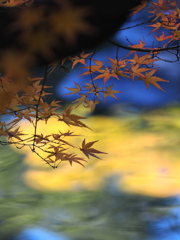 晩秋の色彩