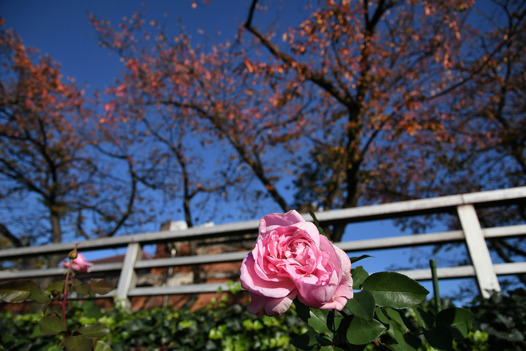 桜の木と秋の薔薇