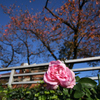桜の木と秋の薔薇