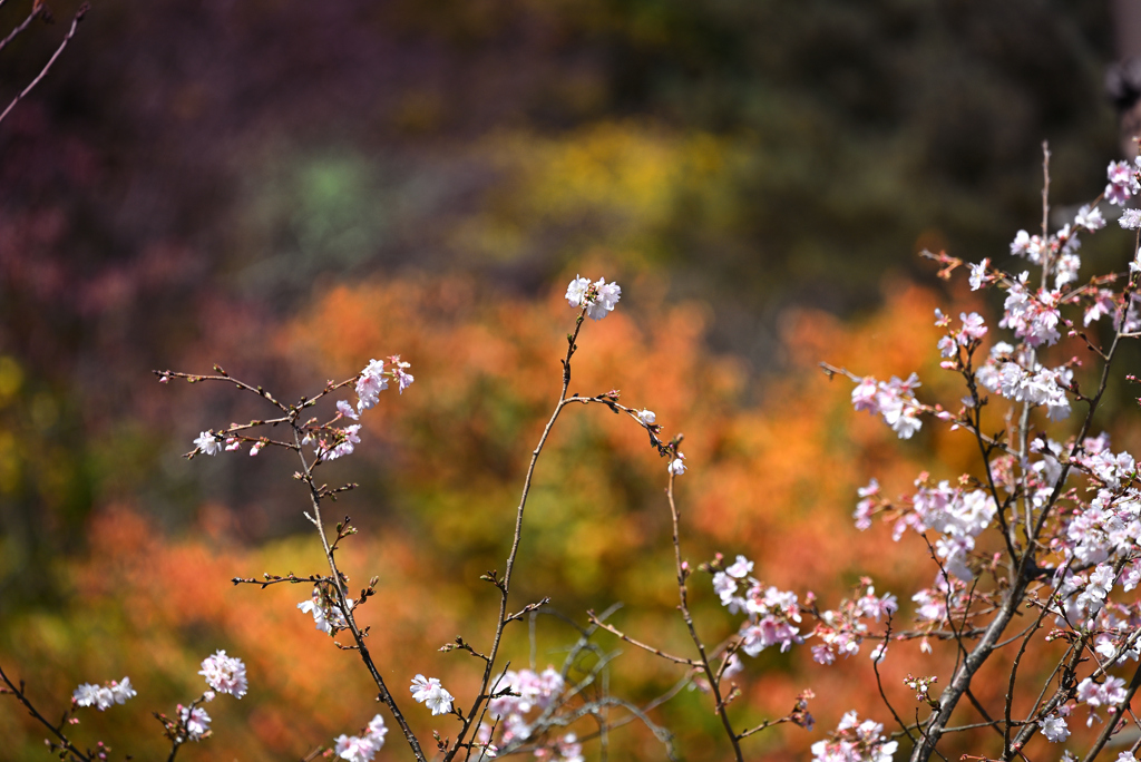 秋桜