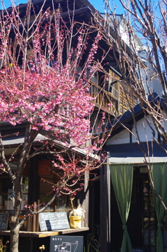 春の光に彩られた店先