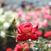 神代植物公園　バラ園