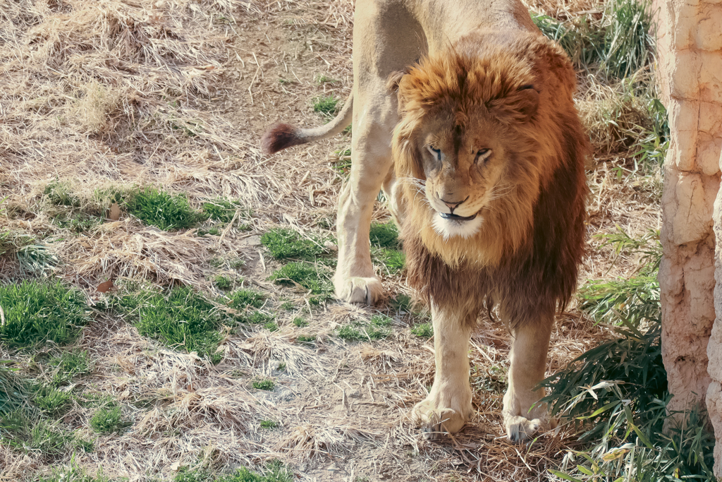 多摩動物園