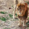 多摩動物園