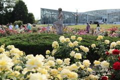 神代植物公園　バラ園