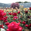 神代植物公園　バラ園