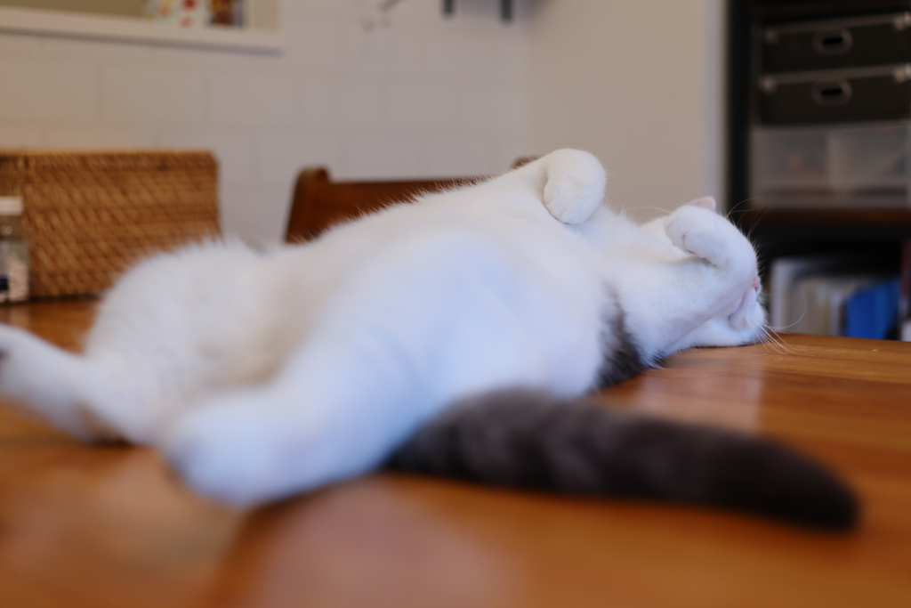 にゃんこ