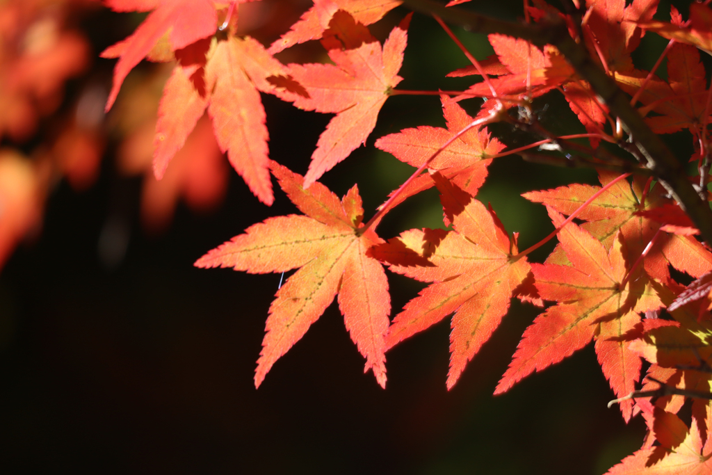 紅葉