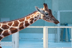 多摩動物園