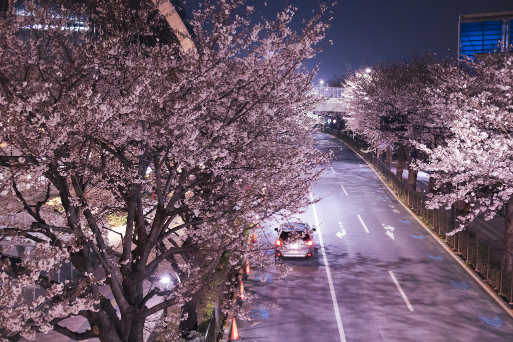 夜桜