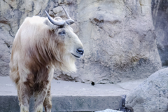 多摩動物園