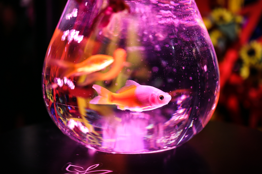 金魚