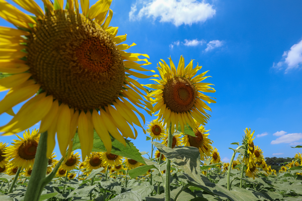 夏が来た！