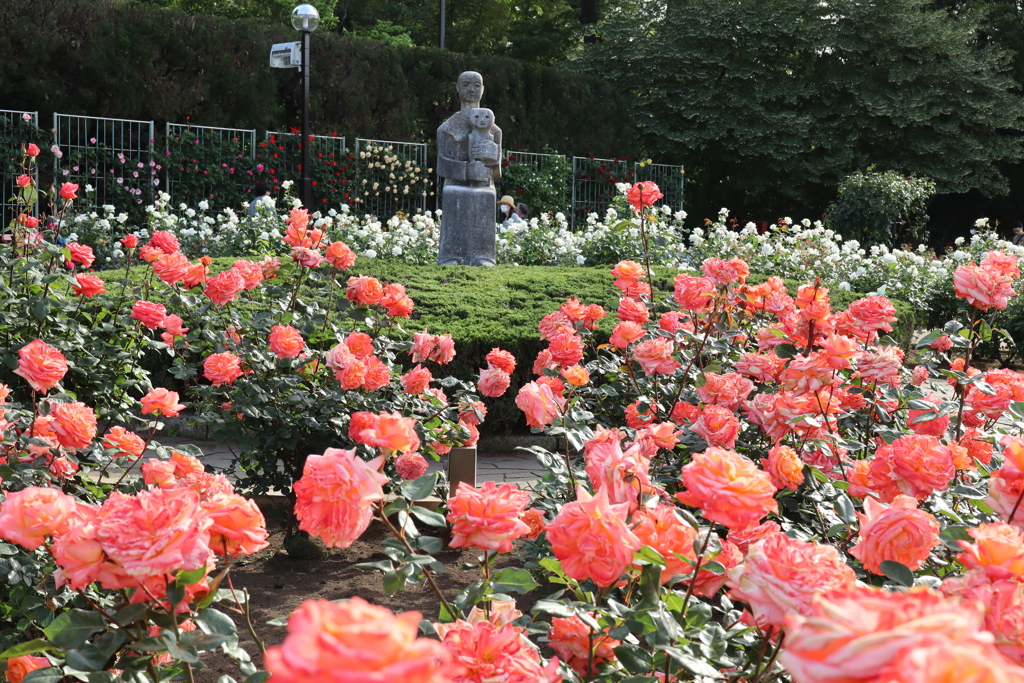 神代植物公園　バラ園