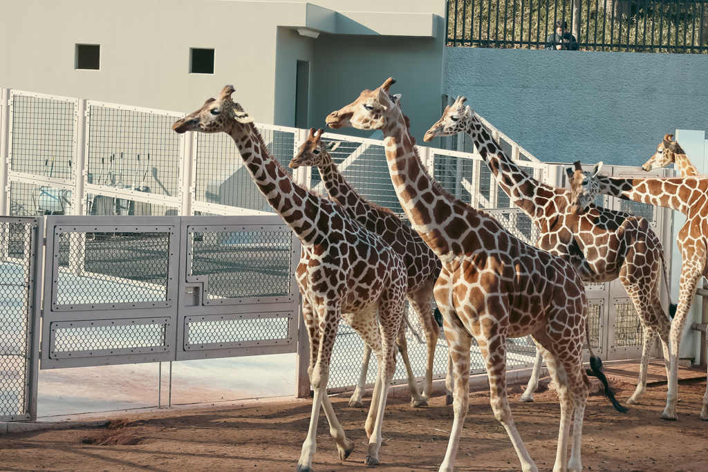 多摩動物園