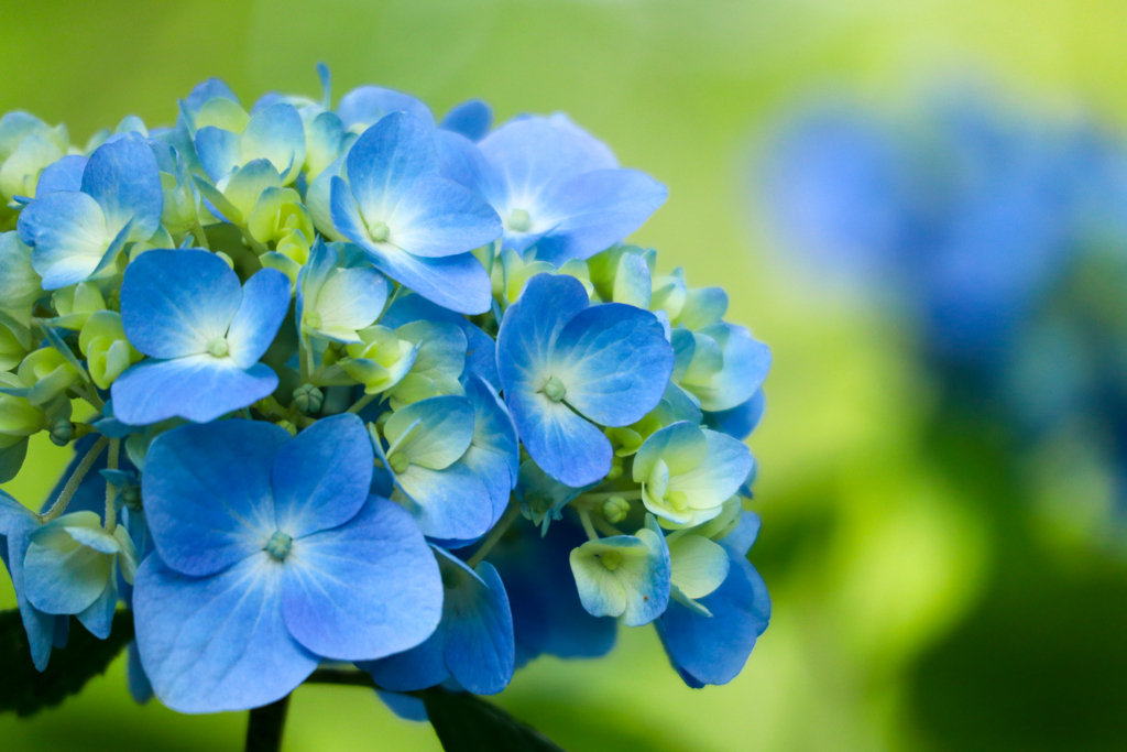 青の紫陽花