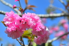 八重桜