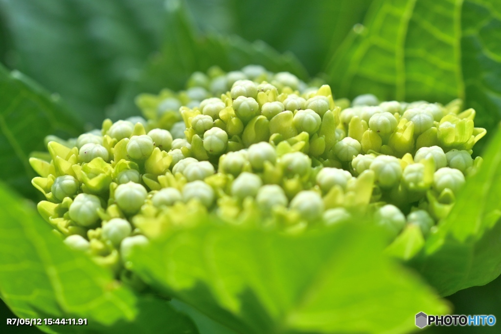 紫陽花記録８