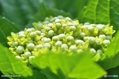 紫陽花記録８