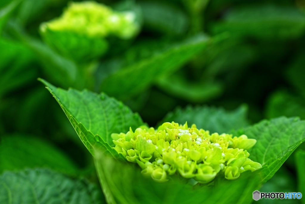 紫陽花・記録