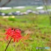 一輪の花