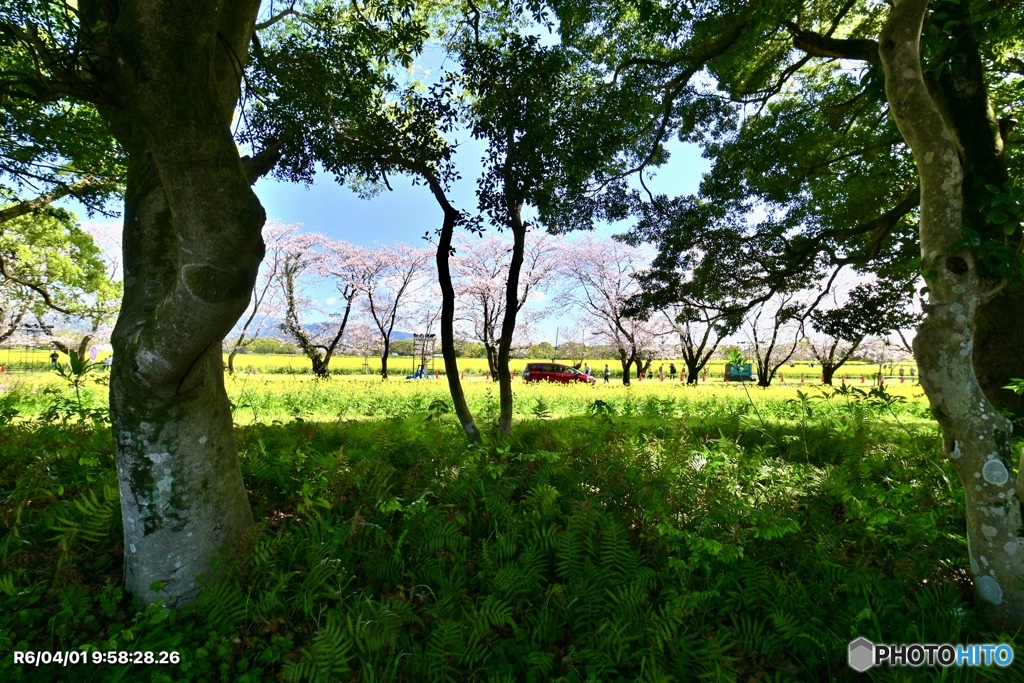 真夏日の桜