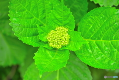 紫陽花
