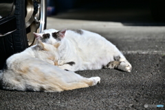 仲良し、地域猫