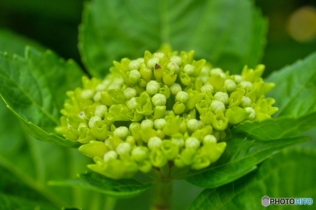 紫陽花記録７