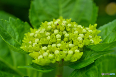 紫陽花記録７