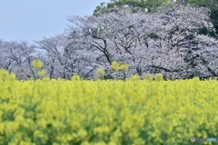 続・西都原古墳群