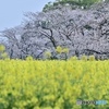 続・西都原古墳群