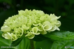 紫陽花記録10