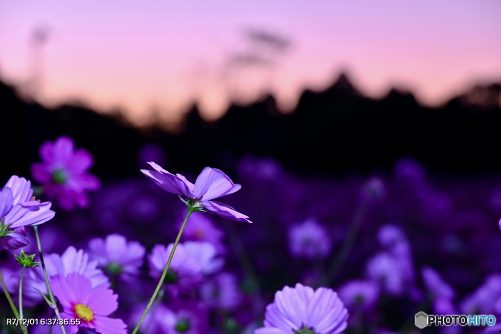 マジックアワーとコスモス