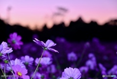 マジックアワーとコスモス