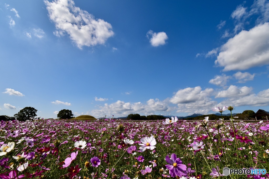 古墳とコスモス
