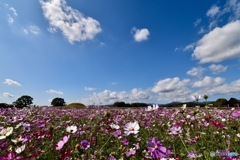 古墳とコスモス