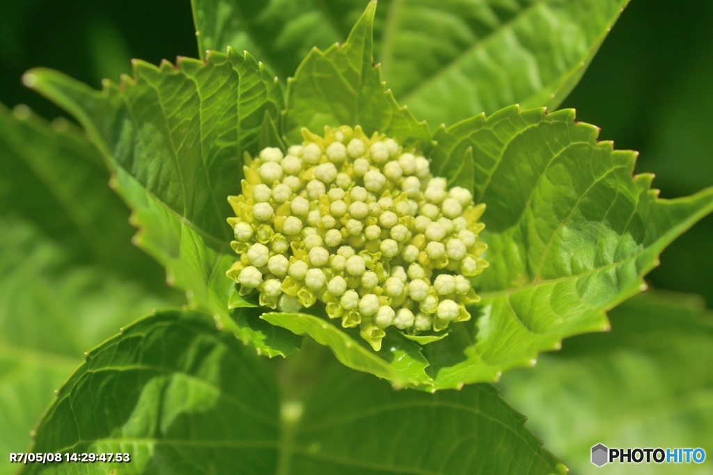 紫陽花記録４