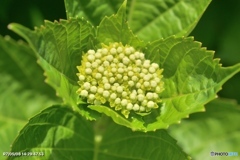 紫陽花記録４