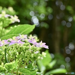 本日の紫陽花