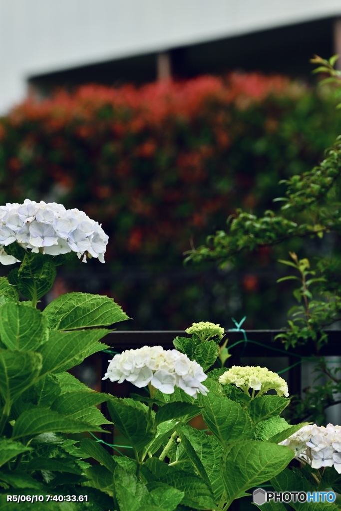 本日の紫陽花