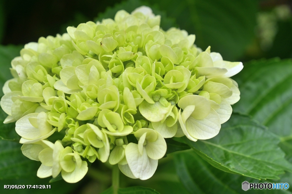 紫陽花記録11