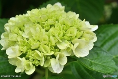 紫陽花記録11