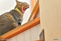 階段で吠えろ！
