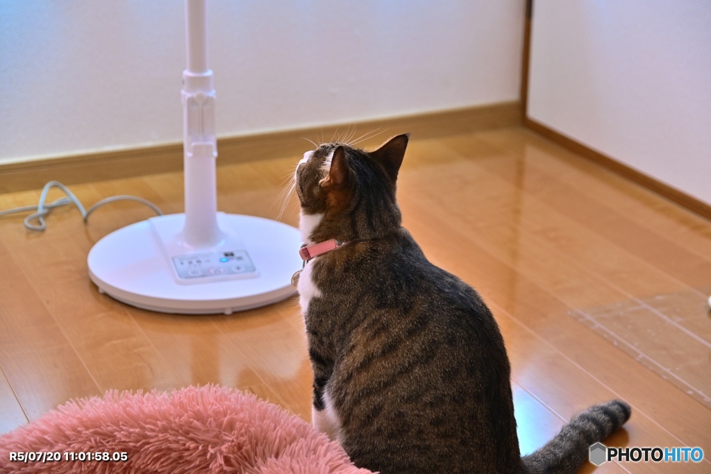 見上げる
