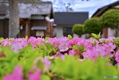 稲荷神社のツツジ