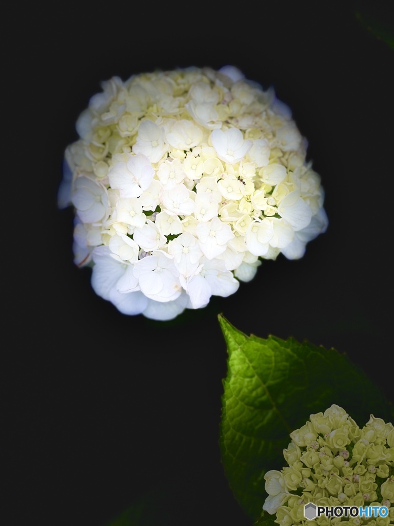 庭の紫陽花
