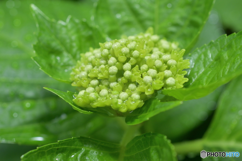紫陽花記録５