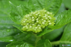 紫陽花記録５